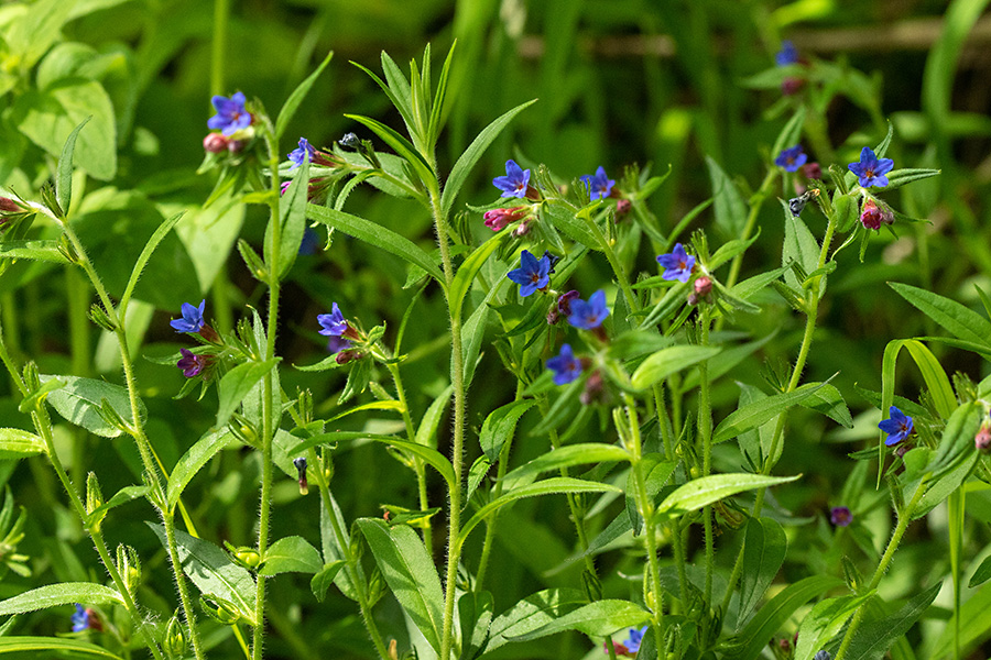 Škrlatnomodro ptičje seme 
Škrlatnomodro ptičje seme. 
Ključne besede: škrlatnomodro ptičje seme buglossoides purpurocaerulea