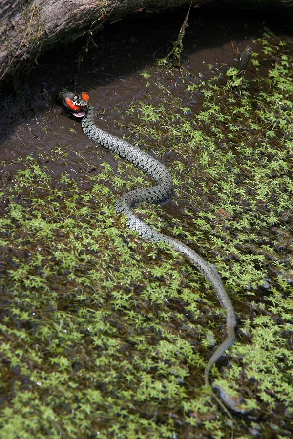 Belouška pri kosilu
Belouška (Natrix natrix). Ujeta ravno pri kosilu. Danes je na jedilniku gorski pupek, s katerimi si deli mlako. Planina Za Liscem.
Ključne besede: belouška natrix natrix