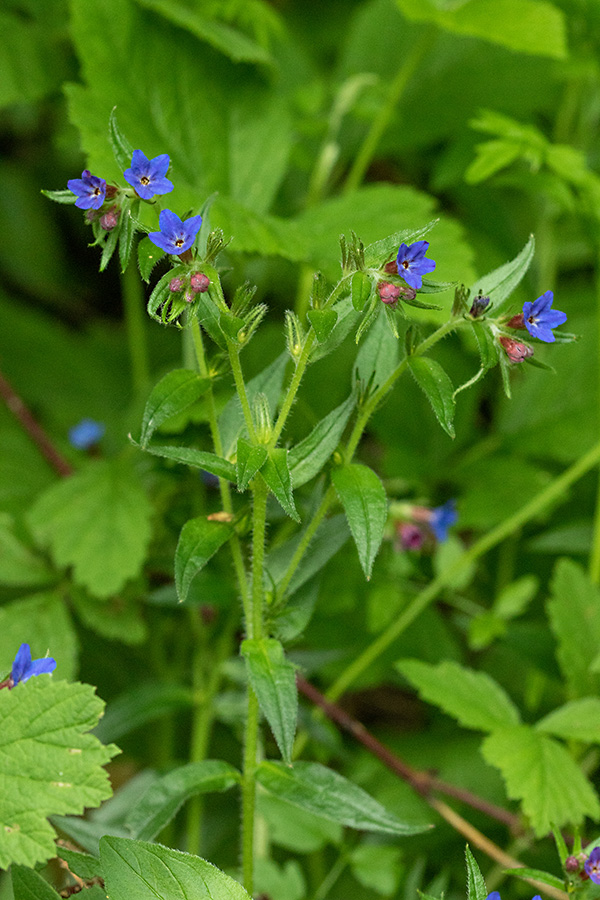 Škrlatnomodro ptičje seme
Škrlatnomodro ptičje seme.
Ključne besede: škrlatnomodro ptičje seme buglossoides purpurocaerulea