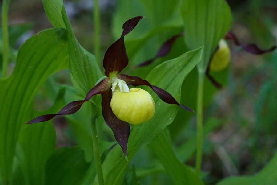 Lepi čeveljc
Ključne besede: lepi čeveljc cypripedium calceolus