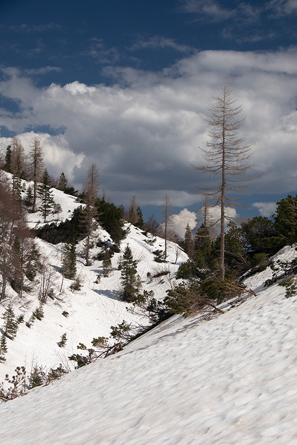 Na planino Poljana
S poti na planino Poljana.
Ključne besede: planina poljana