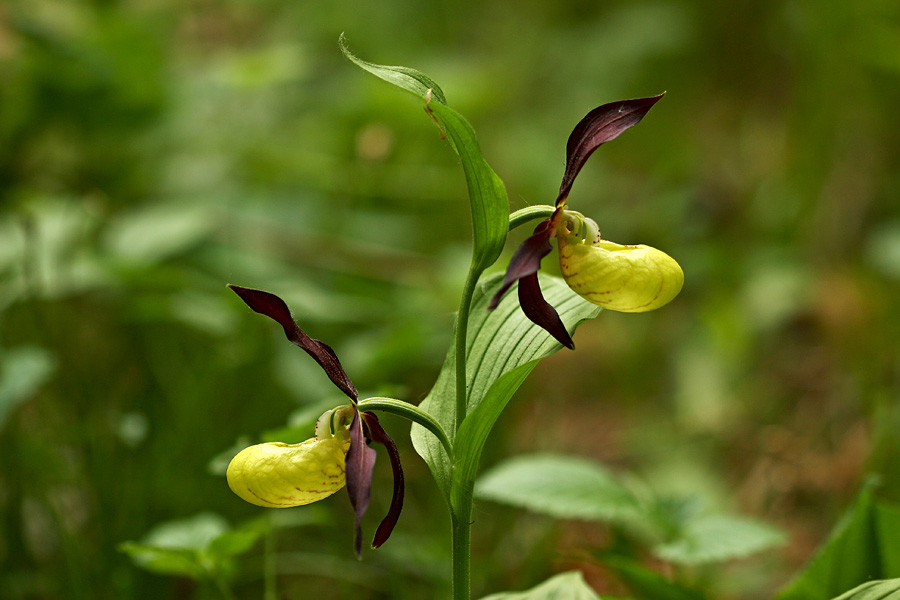 Dvojčka
Lepi čeveljc (dvojčka).
Ključne besede: lepi čeveljc cypripedium calceolus