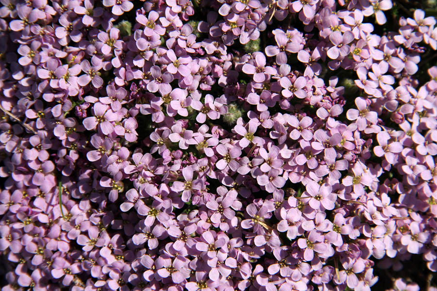 Pirenejski kamnokras
Lepo dišeči pirenejski kamnokras na vrhu Škofiča.
Ključne besede: pirenejski kamnokras petrocallis pyrenaica