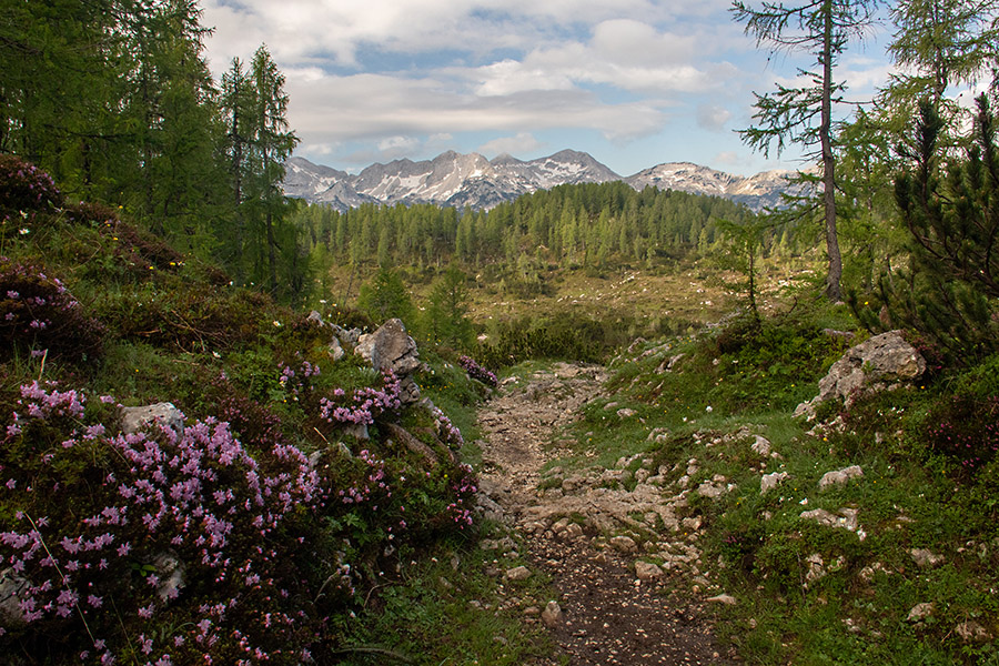 Pred Ovčarijo
Pred planino Ovčarija.
Ključne besede: planina ovčarija