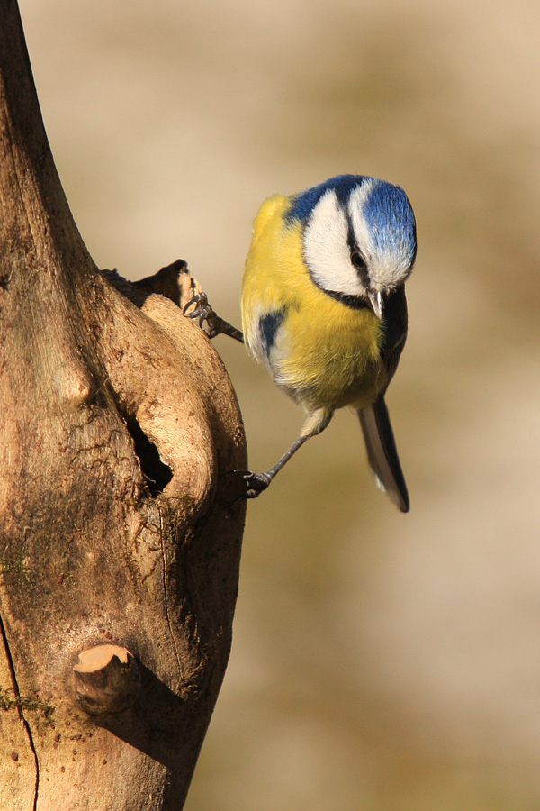 Alpinist
Plavček v akciji.
Ključne besede: plavček cyanistes caeruleus
