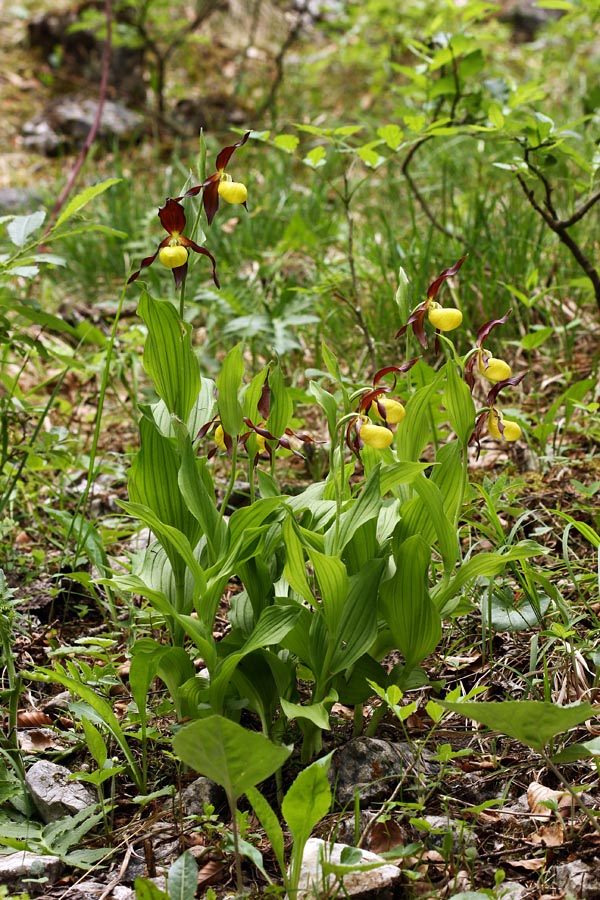 Lepi čeveljci
Šopek lepih čeveljcev.
Ključne besede: lepi čeveljc cypripedium calceolus