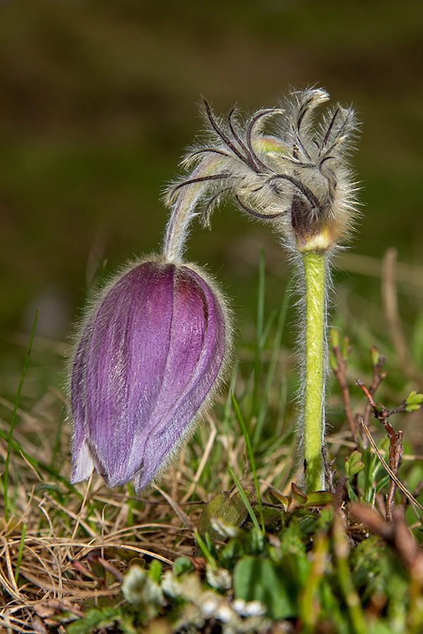 Spomladanski kosmatinec
Spomladanski kosmatinec.
Ključne besede: spomladanski kosmatinec pulsatilla vernalis