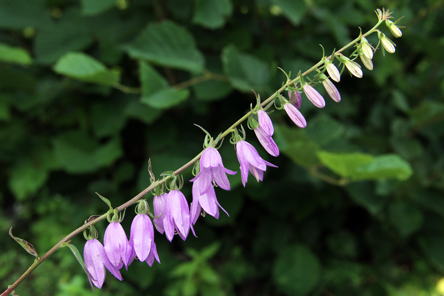 Repuščevolistna zvončica
Repuščevolistna zvončica pod Studorjem.
Ključne besede: repuščevolistna zvončica campanula rapunculoides