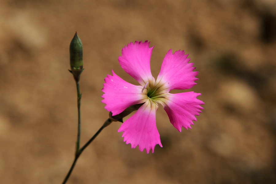 Divji klinček
Cvet divjega klinčka. Pod Studorjem.
Ključne besede: divji klinček dianthus sylvestris