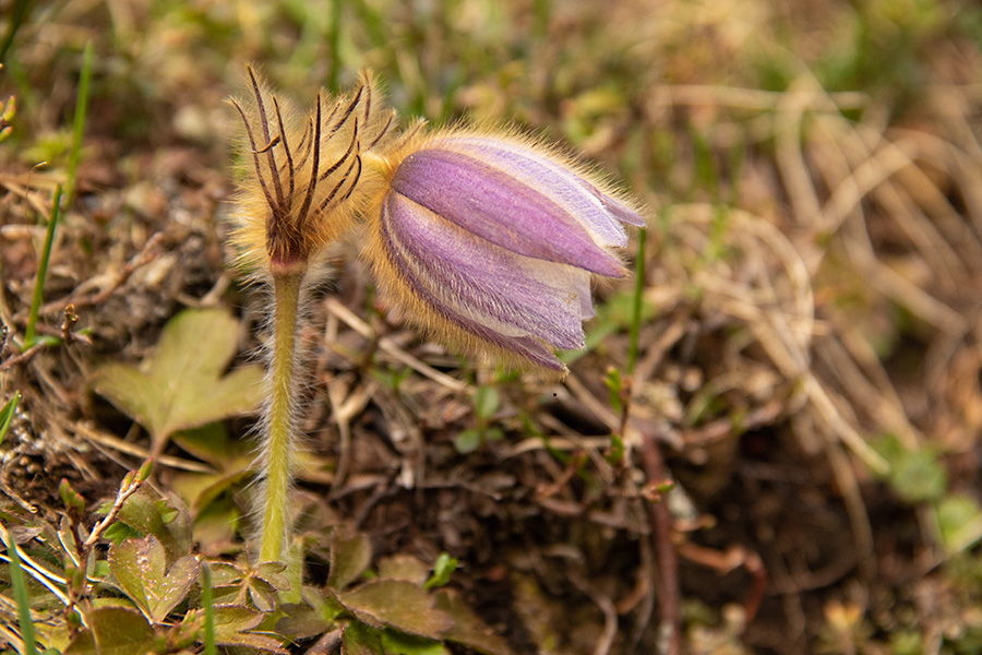 Spomladanski kosmatinec 
Spomladanski kosmatinec.
Ključne besede: spomladanski kosmatinec pulsatilla vernalis