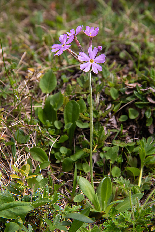 Dolgocvetni jeglič
Dolgocvetni jeglič.
Ključne besede: dolgocvetni jeglič primula halleri