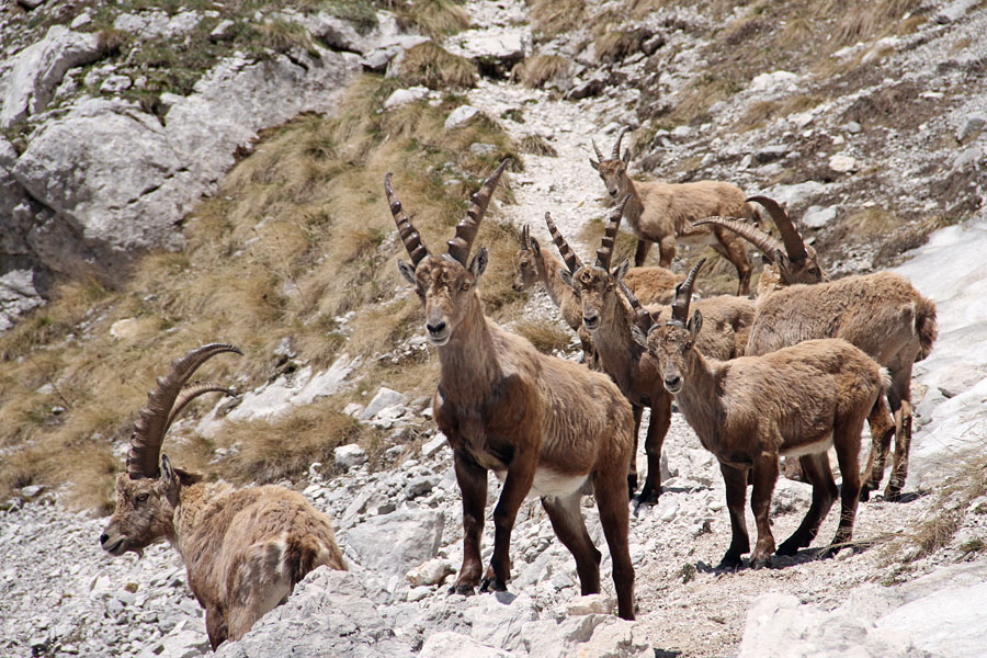 Kozorogi
Na pot proti jezeru v Lužnici so se nam nastavili kozorogi.
Ključne besede: kozorog capra ibex