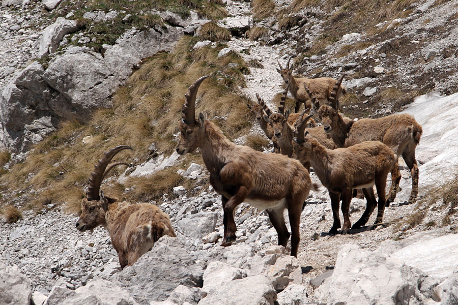 Kozorogi
Kozorogi.
Ključne besede: kozorog capra ibex