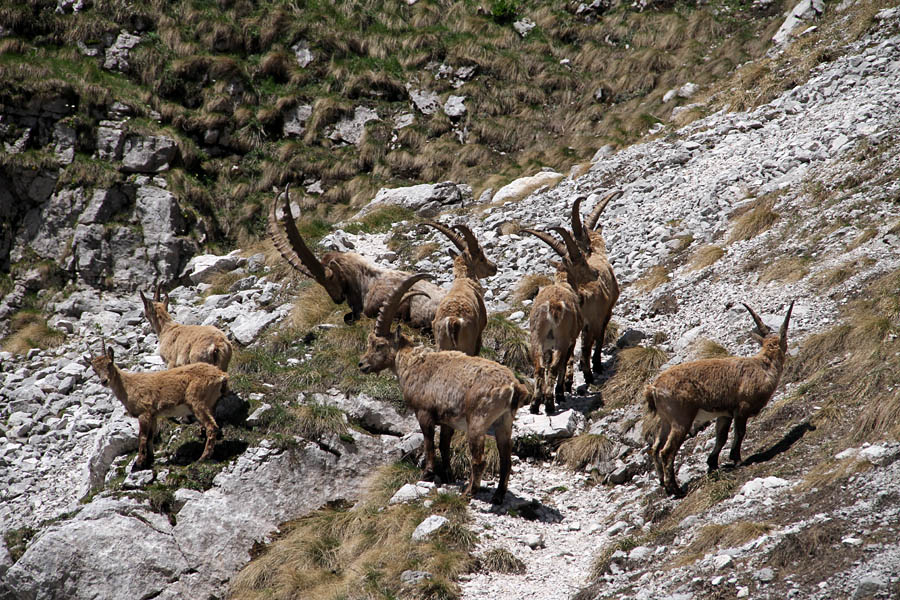 Kozorogi
Se kar niso hoteli umakniti. Najstarejši je celo legel.
Ključne besede: kozorog capra ibex