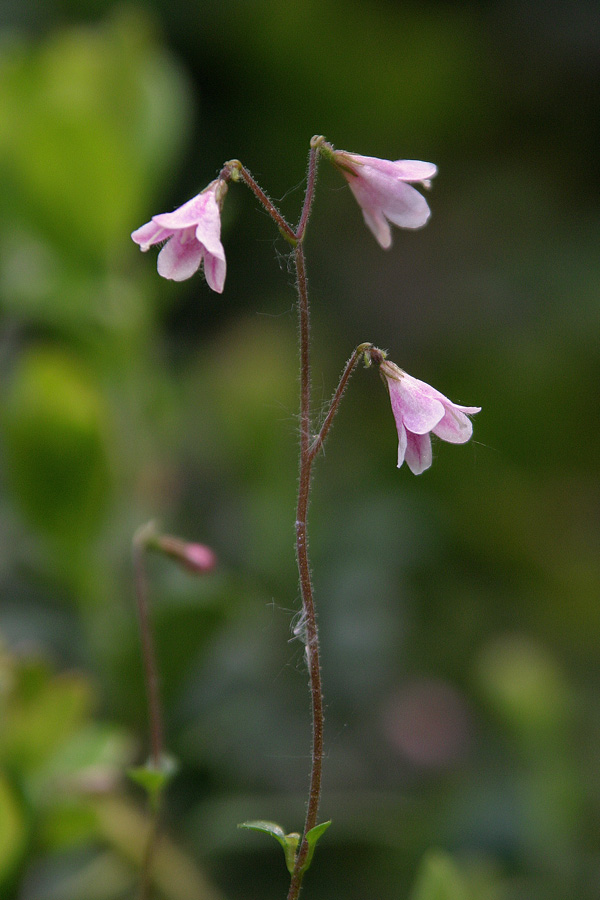 Severna linejevka II
Severna linejevka (Linnaea borealis). Posneta na pragu Bohinja. Cvetico so že nekajkrat rešili pred uničenjem. Raste na vsega nekaj kvadratnih metrov. V Sloveniji ne raste nikjer drugje.
Ključne besede: severna linejevka linnaea borealis