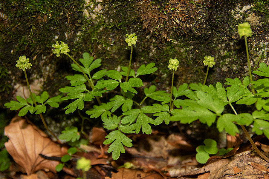 Navadna pižmica
Navadna pižmica.
Ključne besede: navadna pižmica adoxa moschatellina