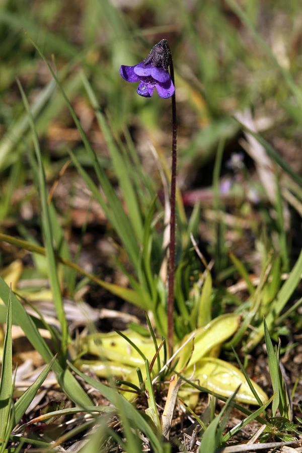 Navadna mastnica
Navadna mastnica.
Ključne besede: navadna mastnica pinguicula vulgaris