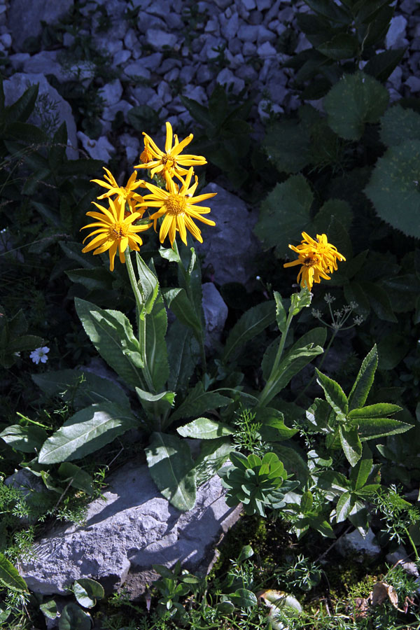 Divjakovški grint
Divjakovški grint nad planino Laz.
Ključne besede: divjakovški grint senecio doronicum