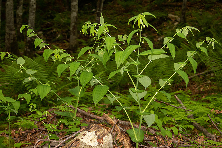 Navadni čepnjek
Navadni čepnjek.
Ključne besede: navadni čepnjek streptopus amplexifolius