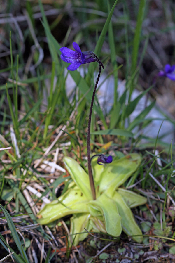 Navadna mastnica
Navadna mastnica.
Ključne besede: navadna mastnica pinguicula vulgaris
