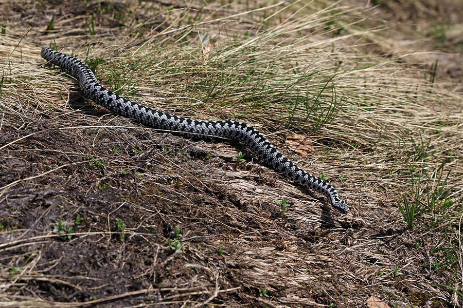 Gad
Del poti smo šli kar skupaj.
Ključne besede: gad vipera berus