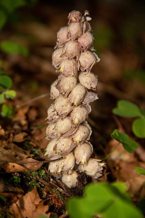 Smrekov lusnec
Smrekov lusnec.
Ključne besede: smrekov lusnec lathraea squamaria subsp. tatrica