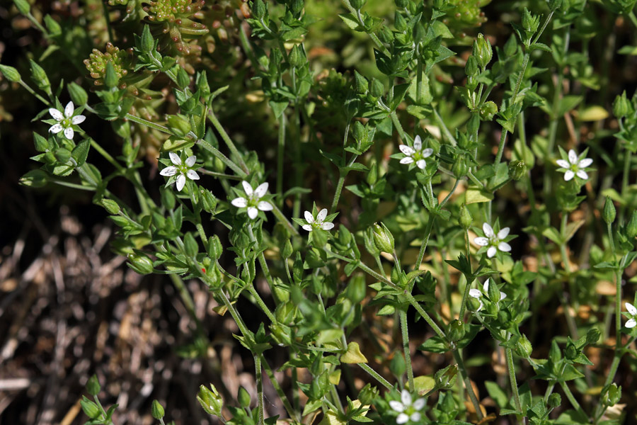 Navadna peščenka
Navadna peščenka. 
Ključne besede: navadna peščenka arenaria serpyllifolia
