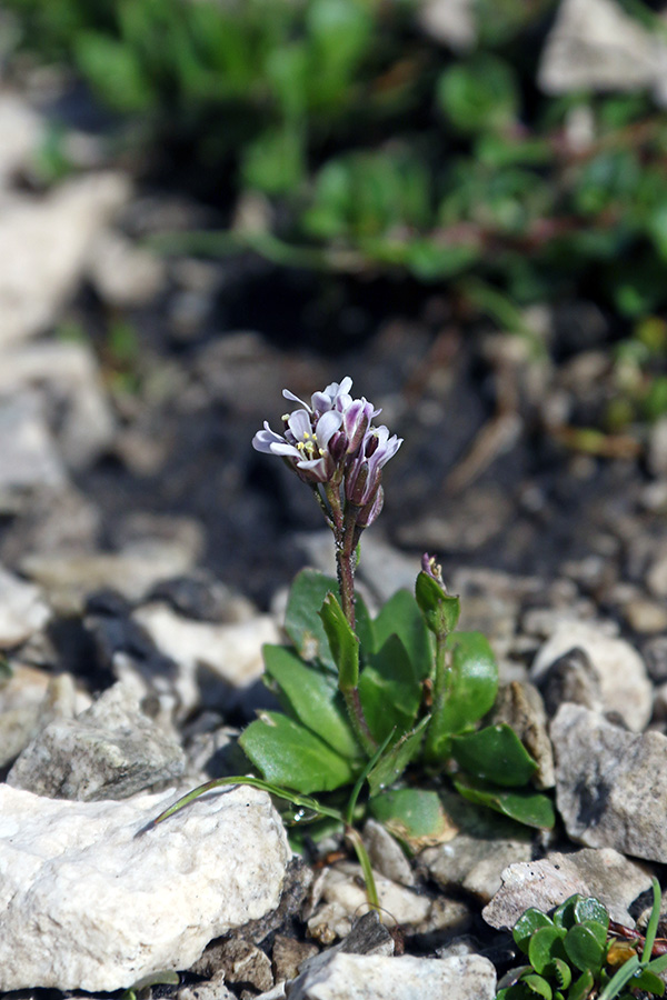 Modrikasti repnjak
Modrikasti repnjak.
Ključne besede: modrikasti repnjak arabis caerulea