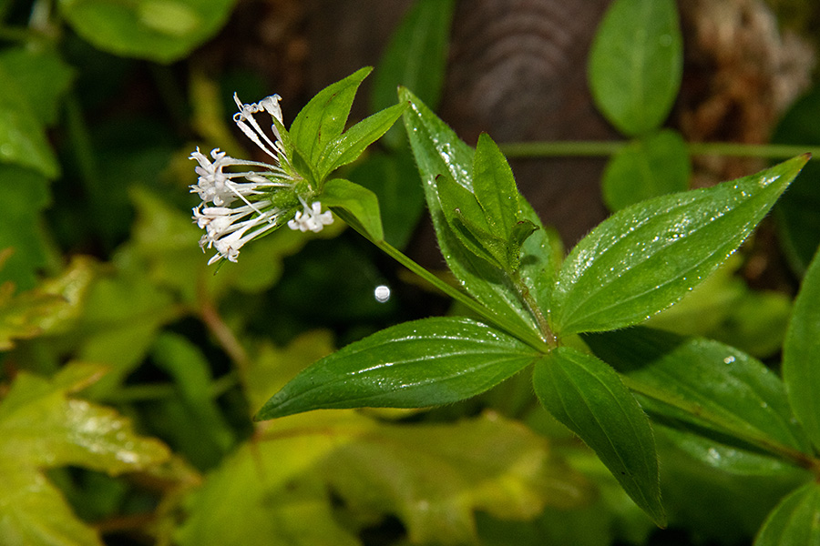 Turinska perla
Turinska perla.
Ključne besede: turinska perla Asperula taurina