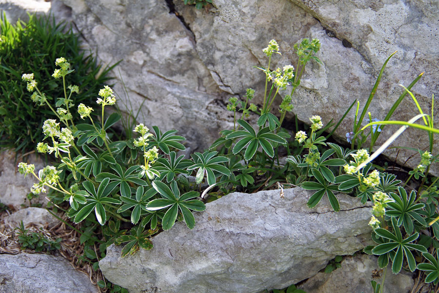 Velebitska plahtica
Velebitska plahtica pod Ogradi.
Ključne besede: velebitska plahtica alchemilla velebitica