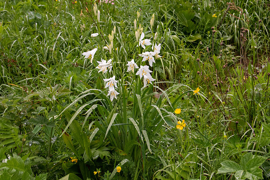 Paradiževka
Paradiževka.
Ključne besede: paradiževka paradisea liliastrum