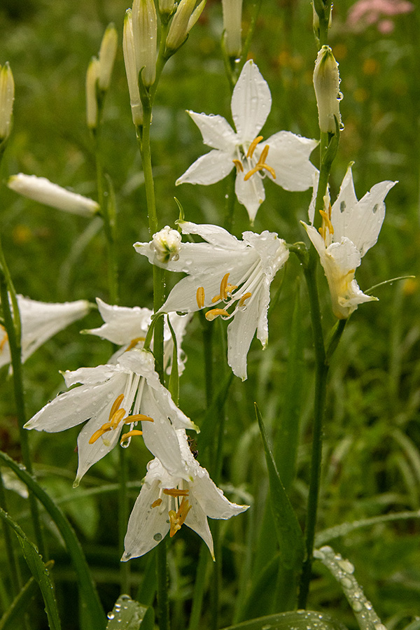 Paradiževka
Paradiževka.
Ključne besede: paradiževka paradisea liliastrum
