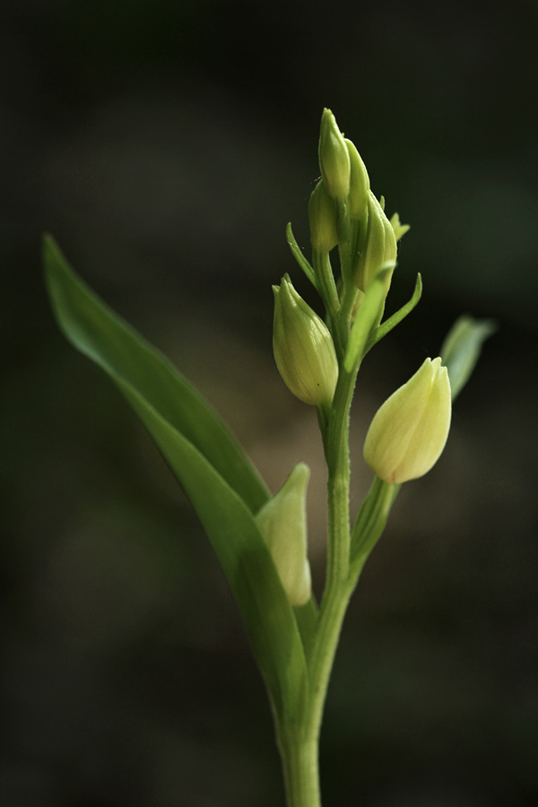 Bleda naglavka
Bleda naglavka.
Ključne besede: bleda naglavka cephalanthera damasonium