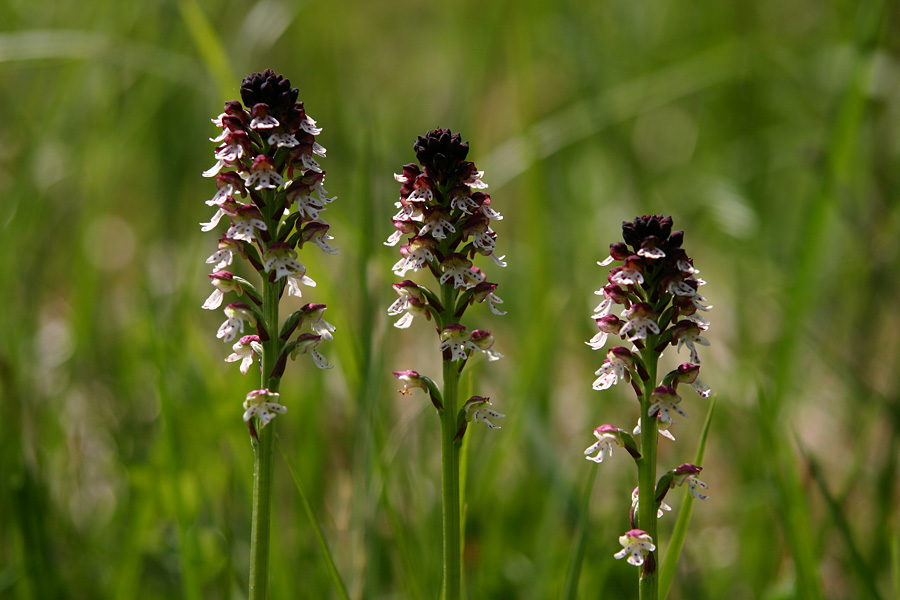 Pikastocvetna kukavica
Pikastocvetna kukavica (Orchis ustulata). V Bohinju.
Ključne besede: pikastocvetna kukavica orchis ustulata