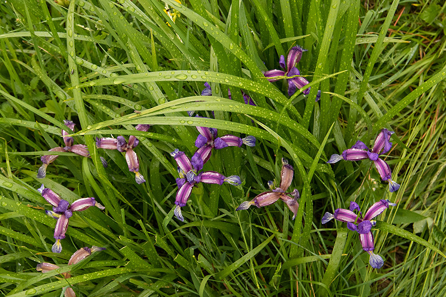 Travnolistna perunika
Travnolistna perunika.
Ključne besede: travnolistna perunika iris graminea
