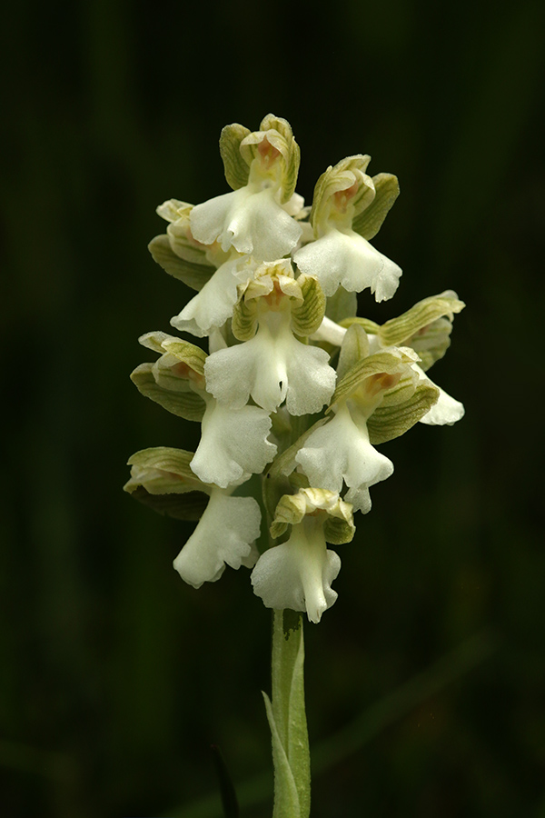 Navadna kukavica
Navadna kukavica - albin.
Ključne besede: navadna kukavica orchis morio