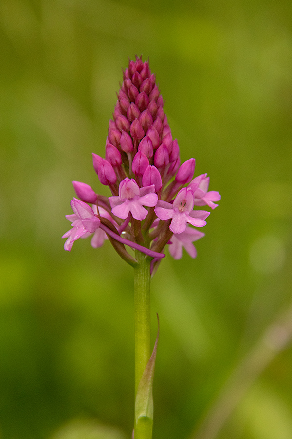 Piramidasti pilovec
Piramidasti pilovec.
Ključne besede: piramidasti pilovec anacamptis pyramidalis
