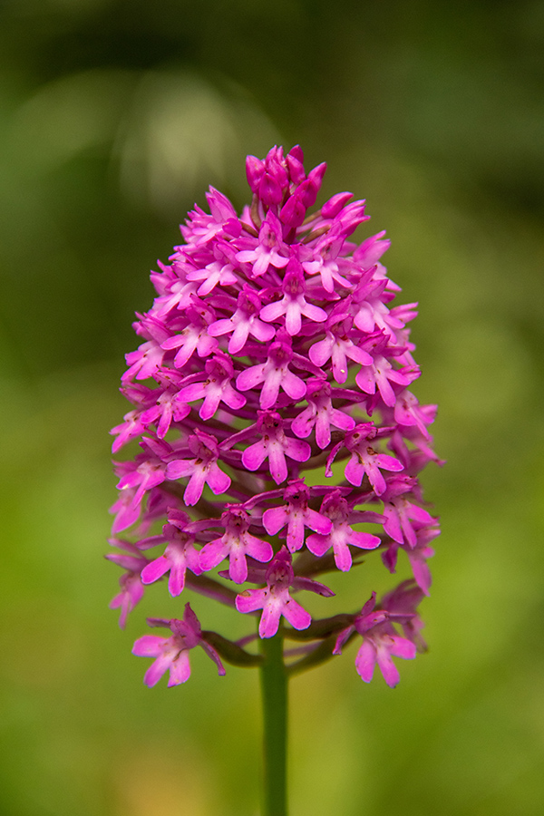 Piramidasti pilovec
Piramidasti pilovec.
Ključne besede: piramidasti pilovec anacamptis pyramidalis