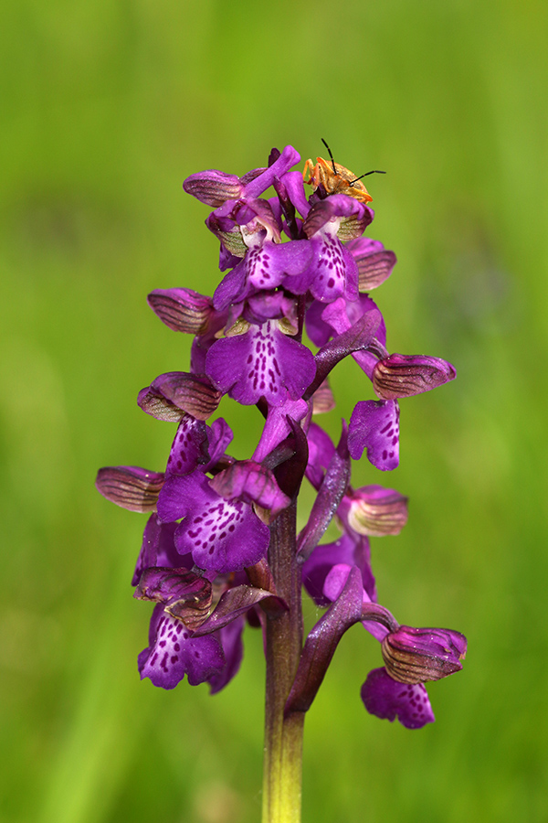 Navadna kukavica
Navadna kukavica.
Ključne besede: navadna kukavica orchis morio