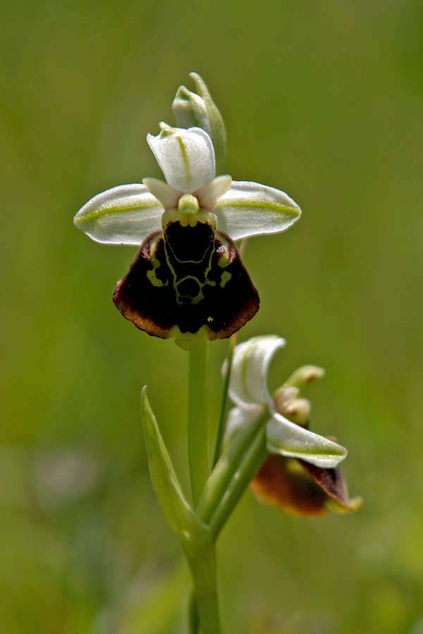 Čmrljeliko mačje uho II
Čmrljeliko mačje uho (Ophrys holosericea). Še en portret te zanimive rastline. 
Ključne besede: čmrljeliko mačje uho ophrys holosericea
