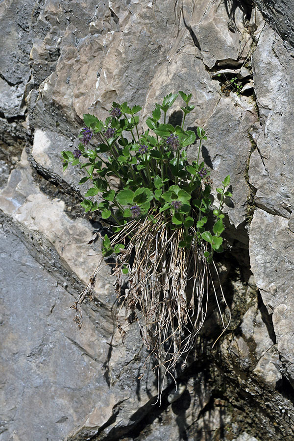 Modro milje
Modro milje še ne cveti, se pa že vidi da gre za modro in ne za rumeno milje.
Ključne besede: modro milje paederota bonarota
