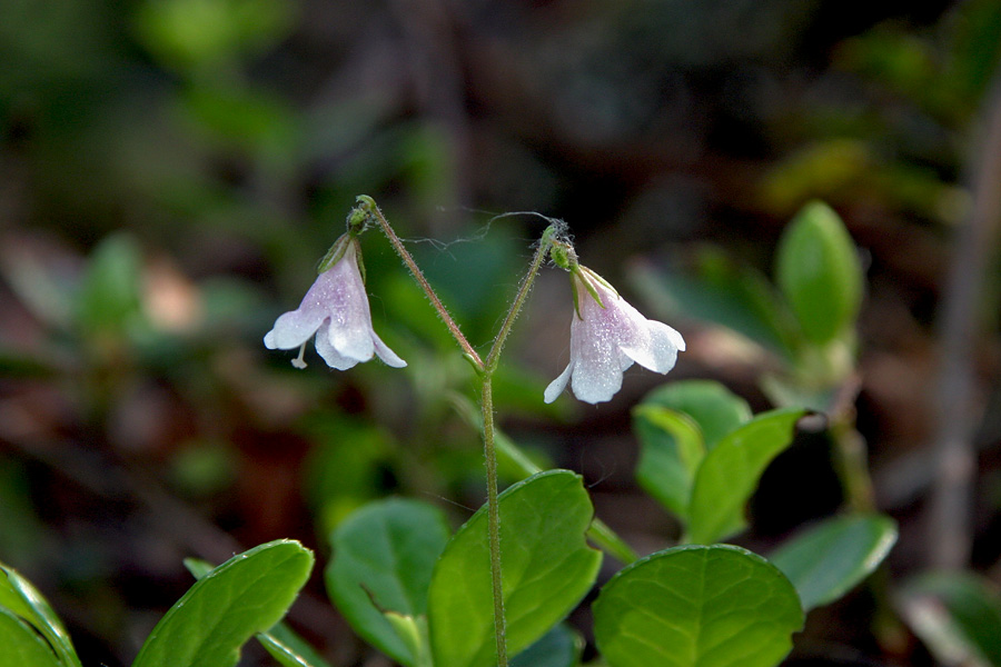 Severna linejevka
Severna linejevka (Linnaea borealis). Drobni cvetovi so kar težavni za fotografiranje. 
Ključne besede: severna linejevka linnaea borealis	