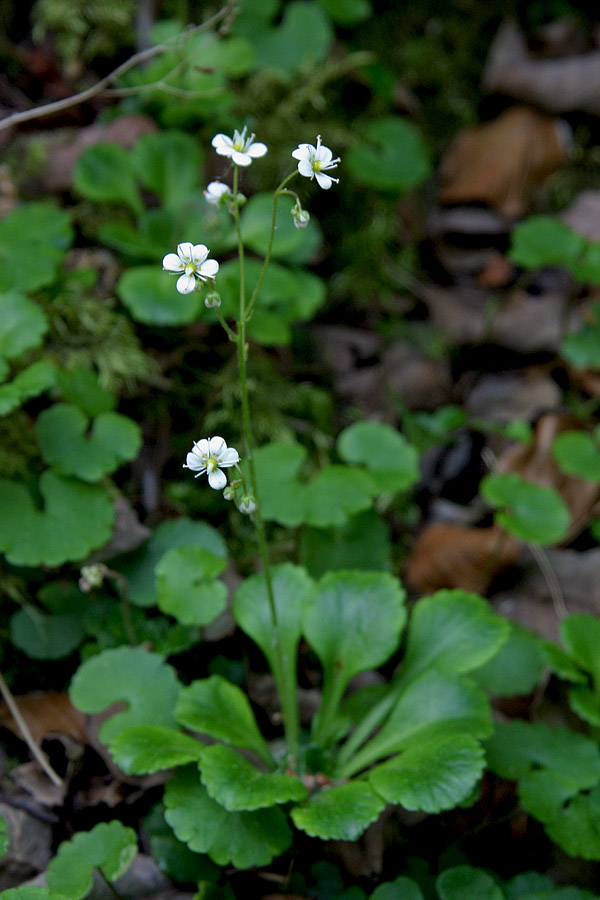 Klinolistni kamnokreč
Klinolistni kamnokreč (Saxifraga cuneifolia). Raste v senčnih predelih Bohinja.
Ključne besede: klinolistni kamnokreč saxifraga cuneifolia