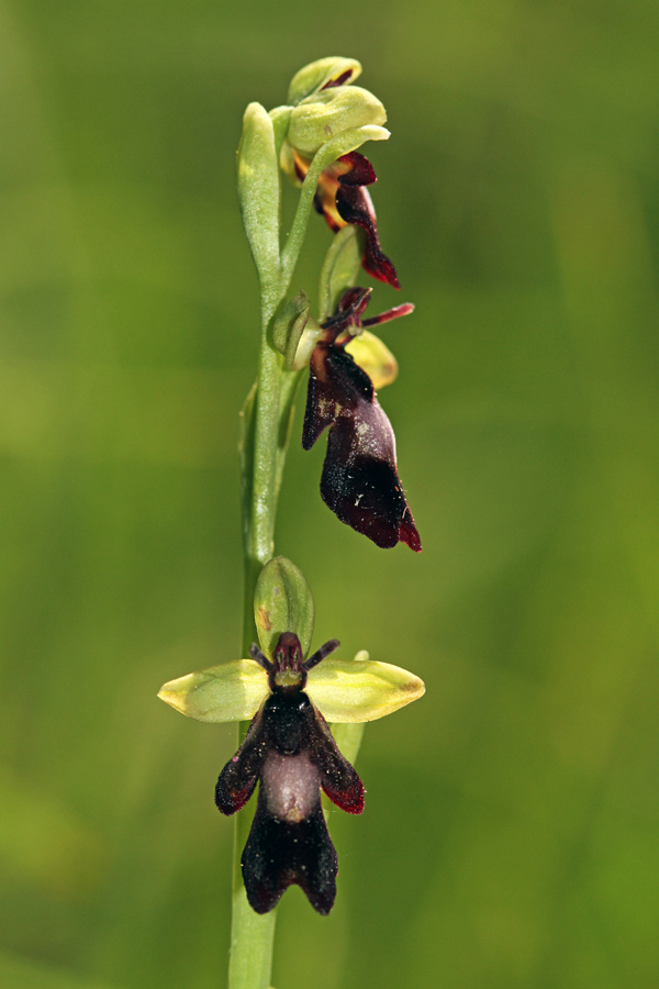 Muholiko mačje uho
Muholiko mačje uho. 
Ključne besede: muholiko mačje uho ophrys insectifera