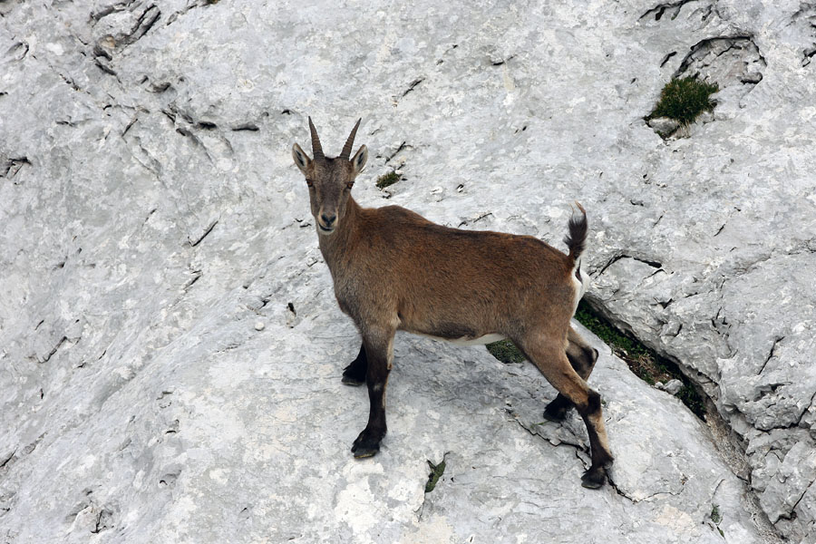Pa še en mladinec
Zvedavi mladi kozorog. Na Lepem Špičju.
Ključne besede: kozorog capra ibex ibex