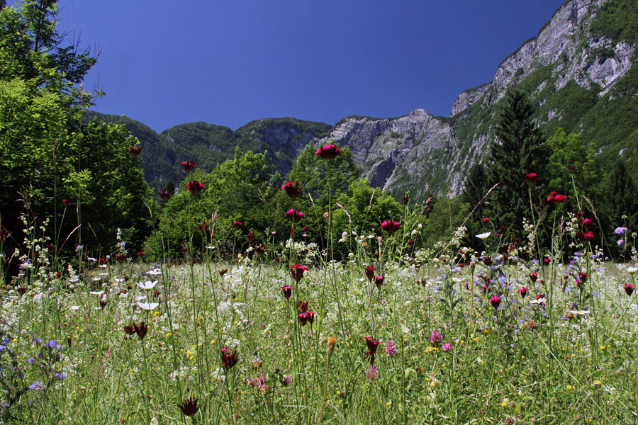 Bohinjski travniki
Bohinjski travniki - Ukanc
Ključne besede: bohinj ukanc