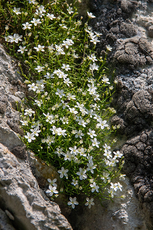 Kratkodlakava popkoresa
Kratkodlakava popkoresa pod Črno prstjo.
Ključne besede: kratkodlakava popkoresa moehringia villosa