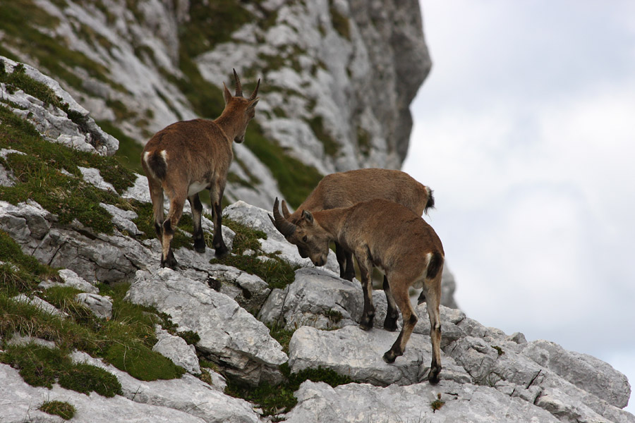 Pohajkovanje
Pohajkovanje kozorogov na Lepem Špičju. 
Ključne besede: kozorog capra ibex ibex