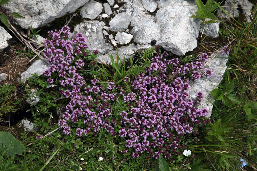 Materina dušica
Vsem poznana materina dušica. Na planini na Kraju.
Ključne besede: materina dušica thymus vulgaris