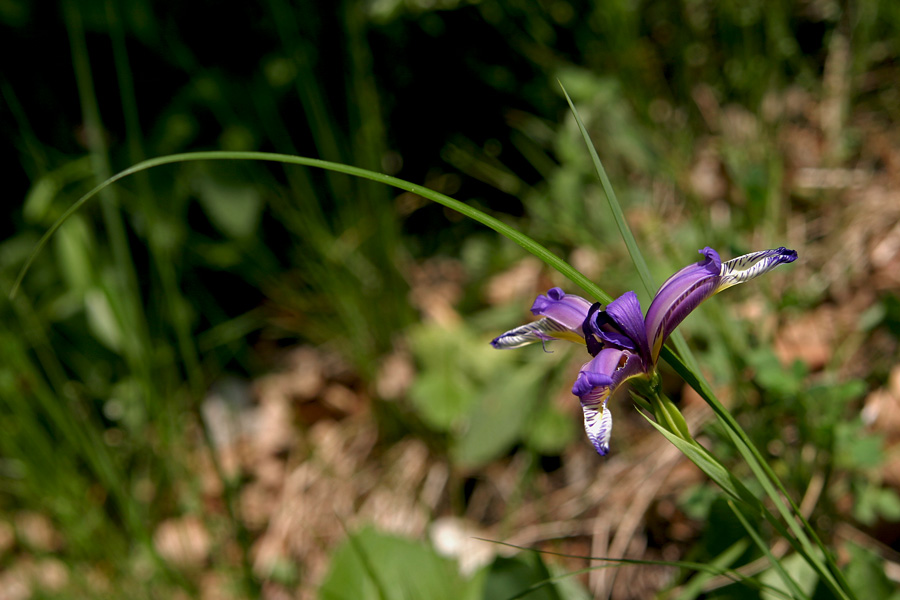 Travnolistna perunika I
Travnolistna perunika (Iris graminea). Ob Bohinjski Bistrici.
Ključne besede: travnolistna perunika iris graminea